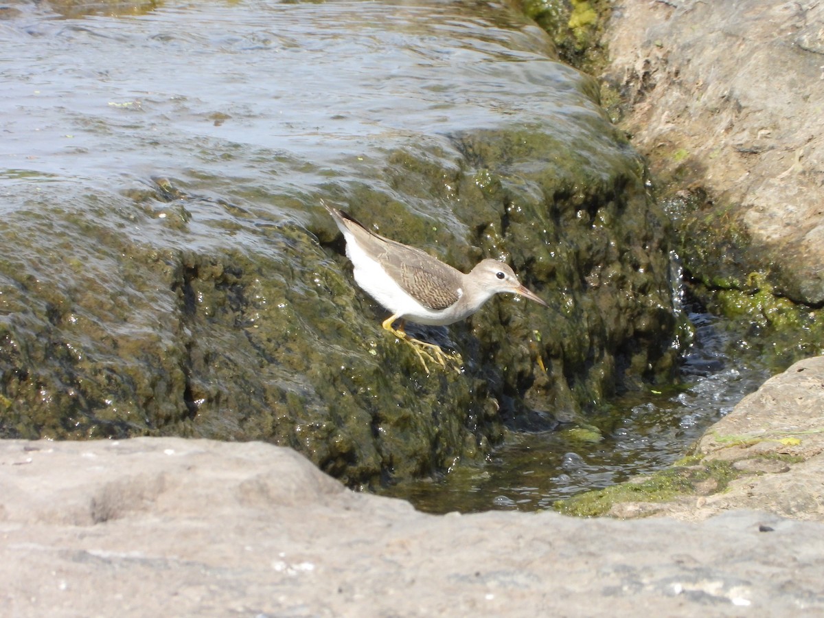 flekksnipe - ML641173128