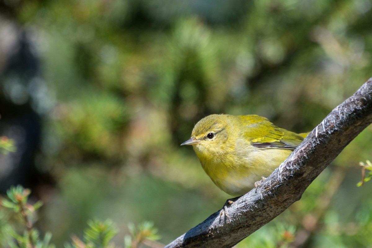 Tennessee Warbler - ML641173193