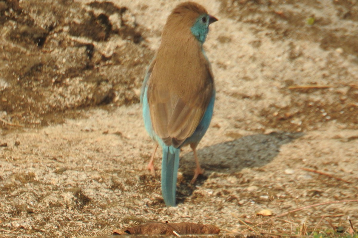 Southern Cordonbleu - ML641173199