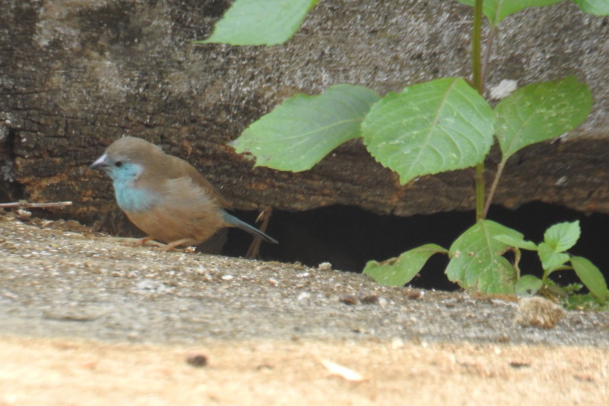 Southern Cordonbleu - ML641173200