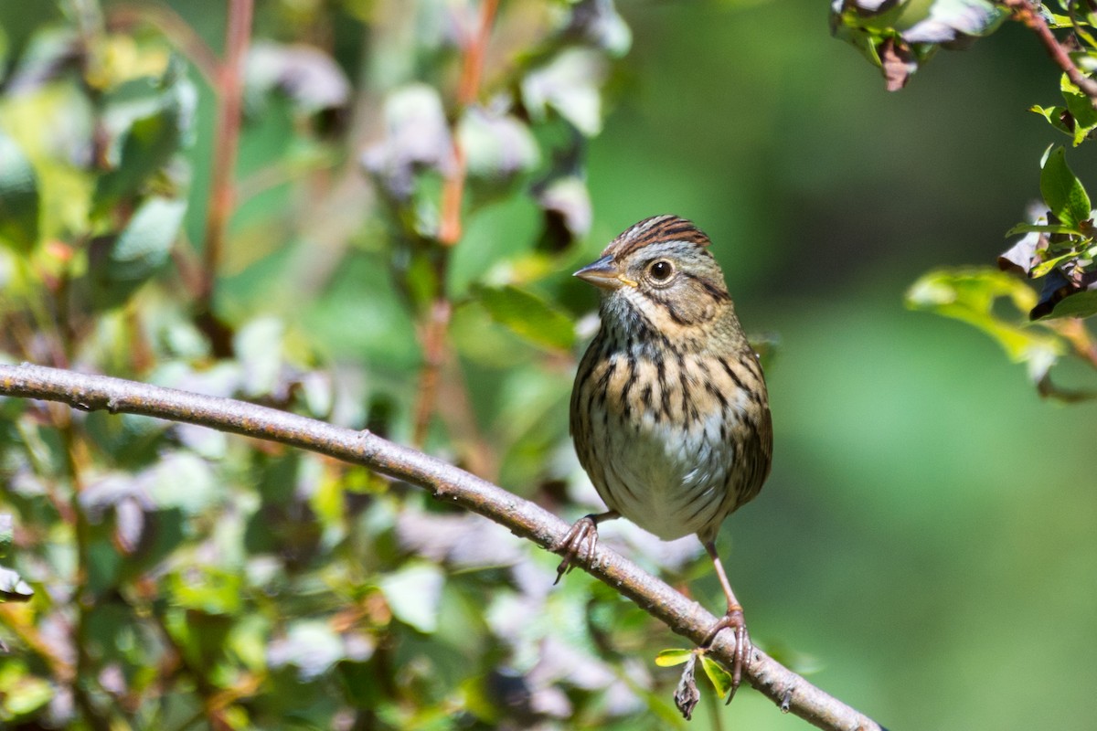 Lincoln's Sparrow - ML641173206