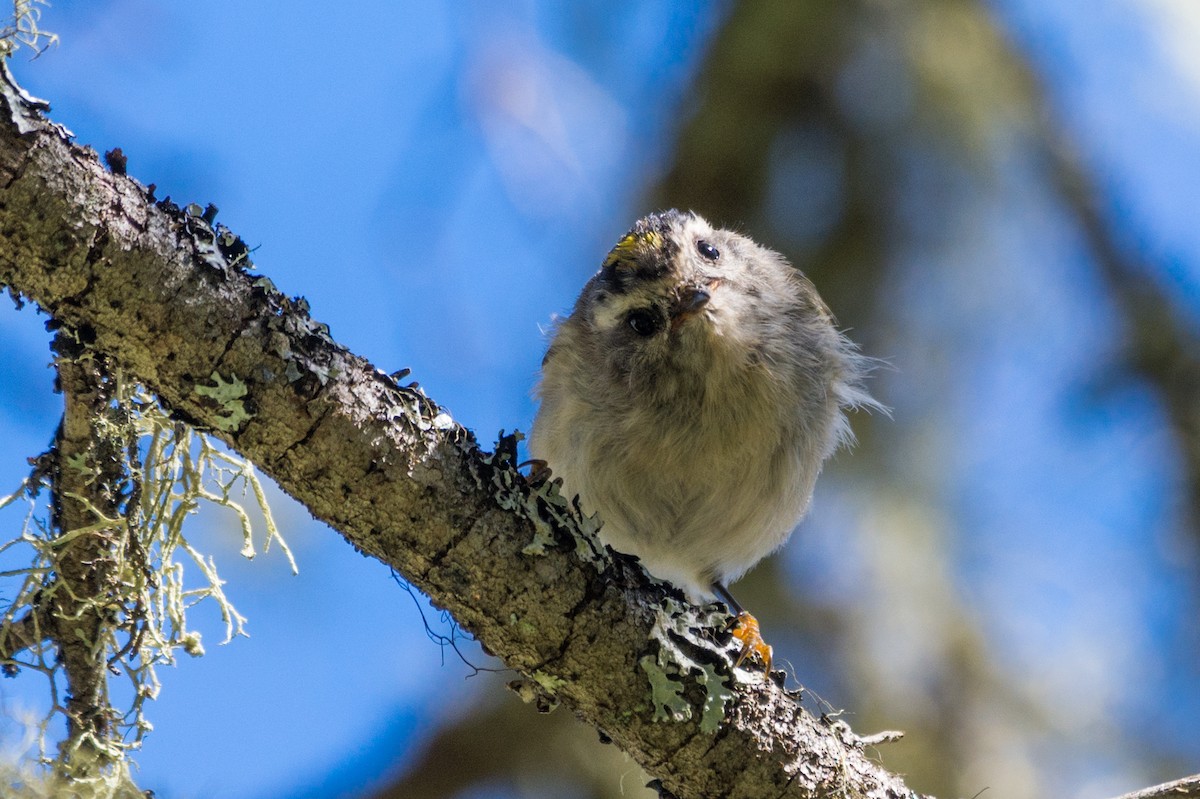 Golden-crowned Kinglet - ML641173215
