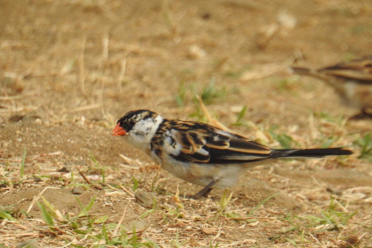 Pin-tailed Whydah - ML641173217