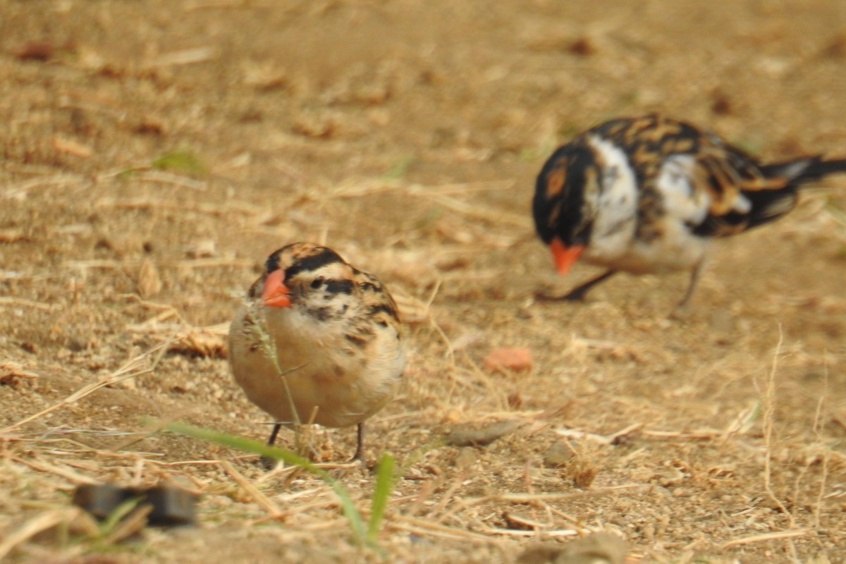 Pin-tailed Whydah - ML641173218