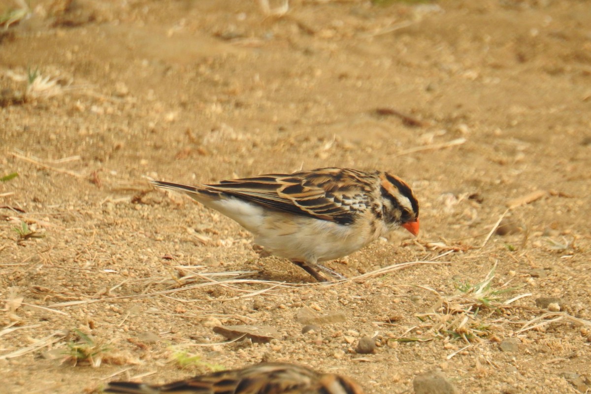 Pin-tailed Whydah - ML641173219