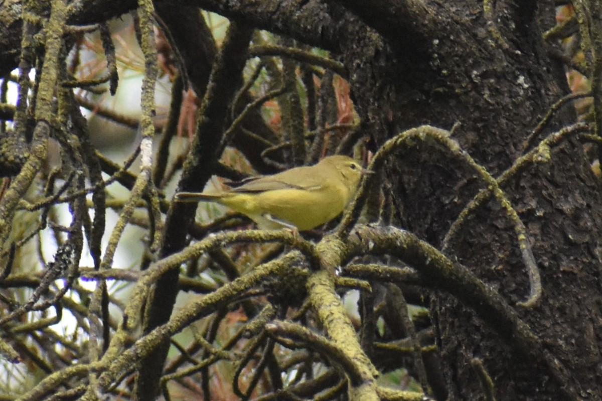 Orange-crowned Warbler - ML641173221