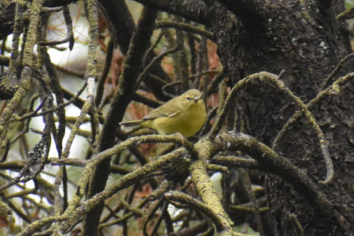 Orange-crowned Warbler - ML641173222