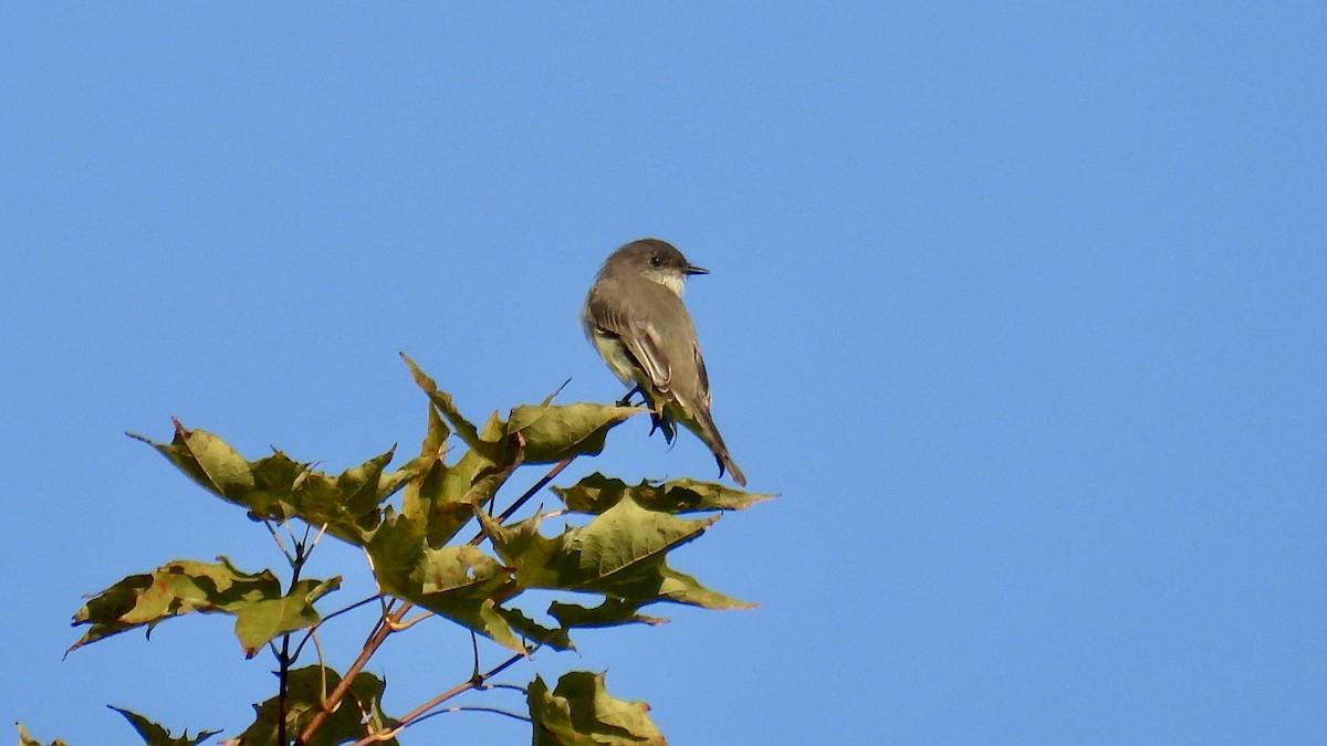 Eastern Phoebe - ML641173245