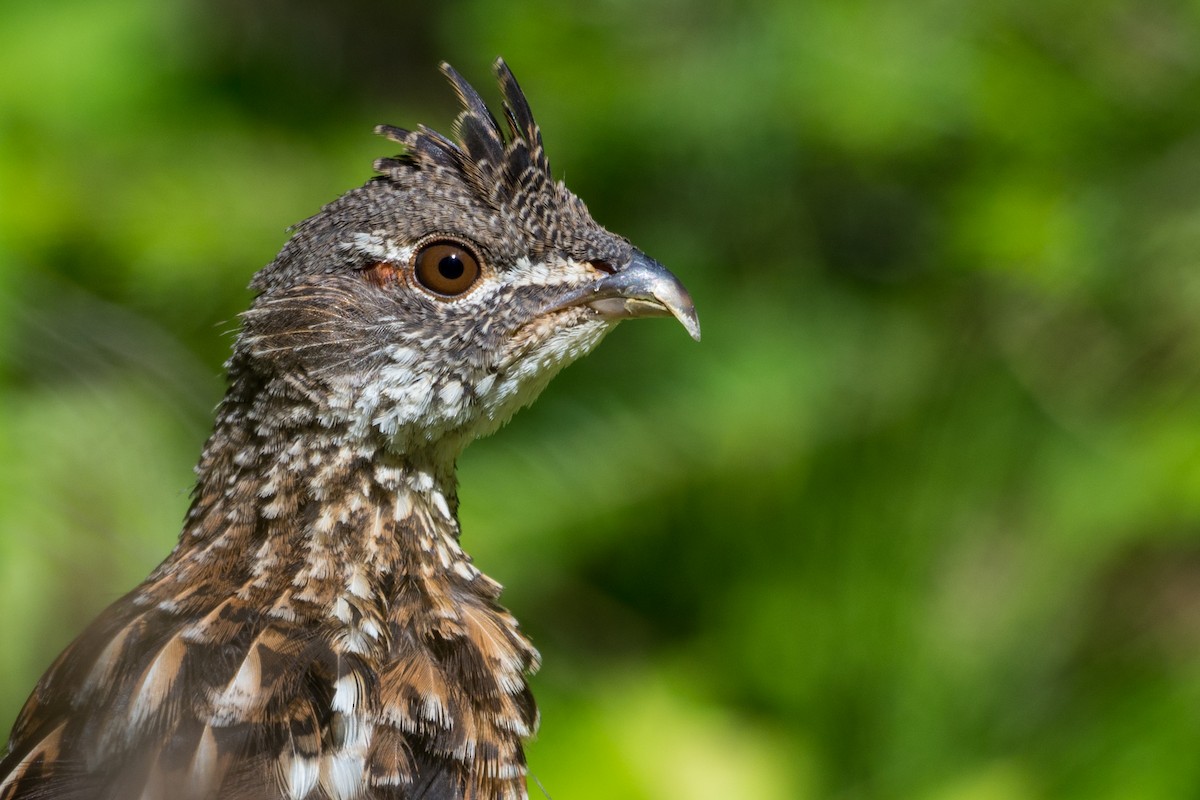 Ruffed Grouse - ML641173249