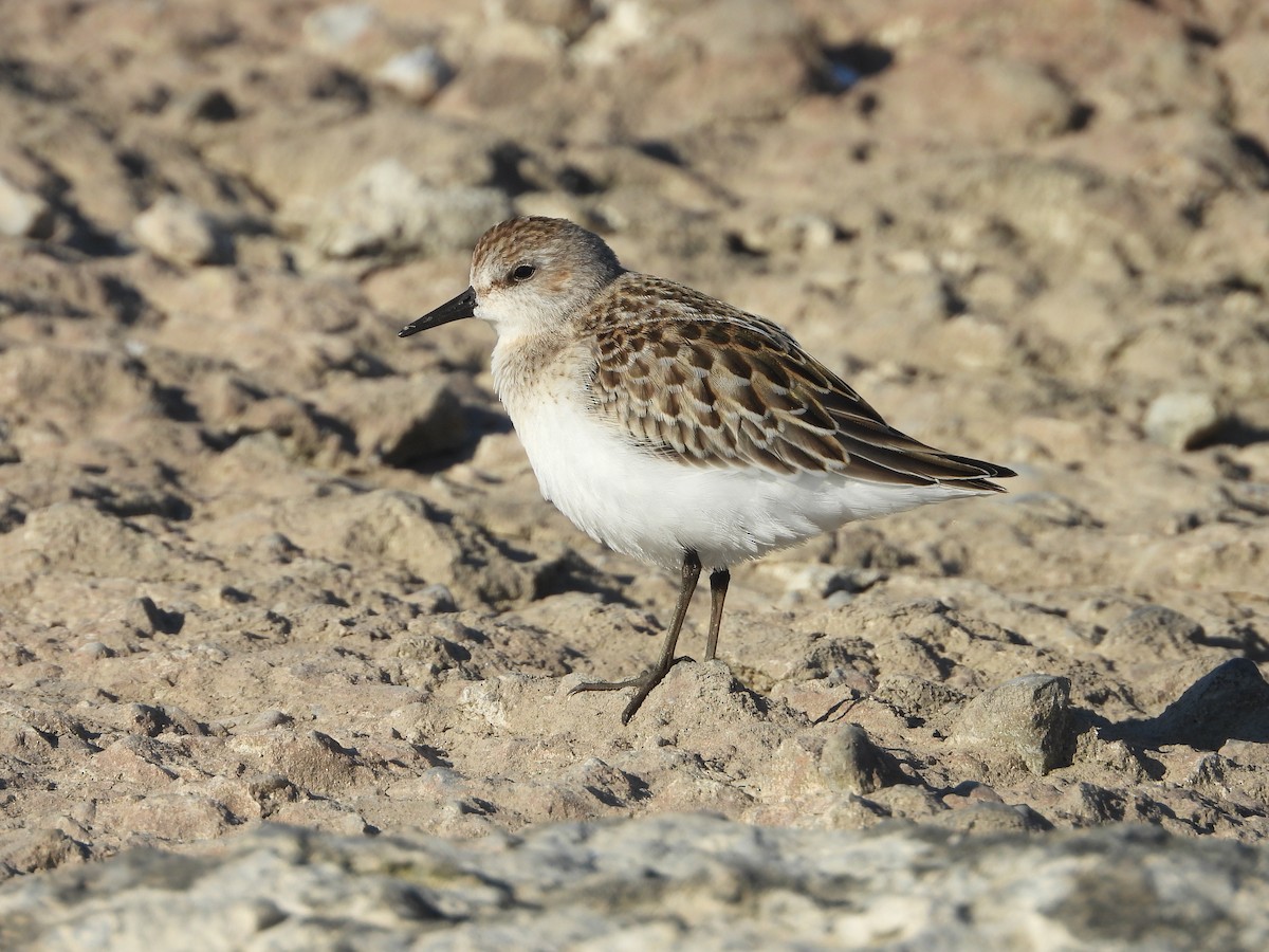 Txirri erdipalmatua - ML641173250