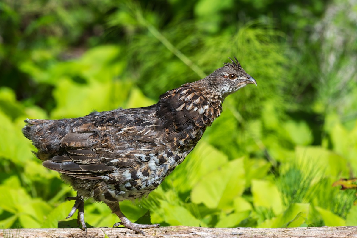 Ruffed Grouse - ML641173251