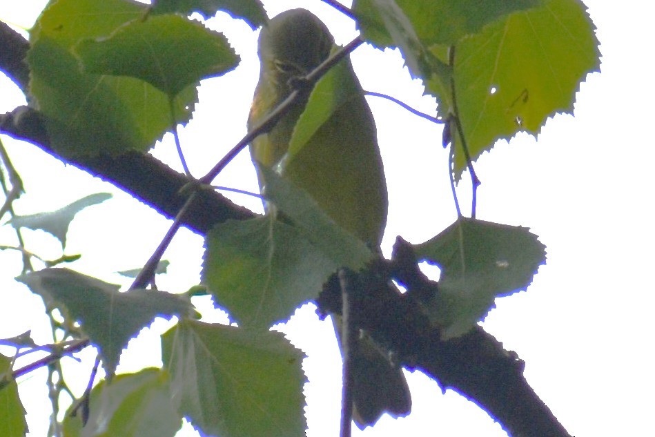 Orange-crowned Warbler - ML641173257