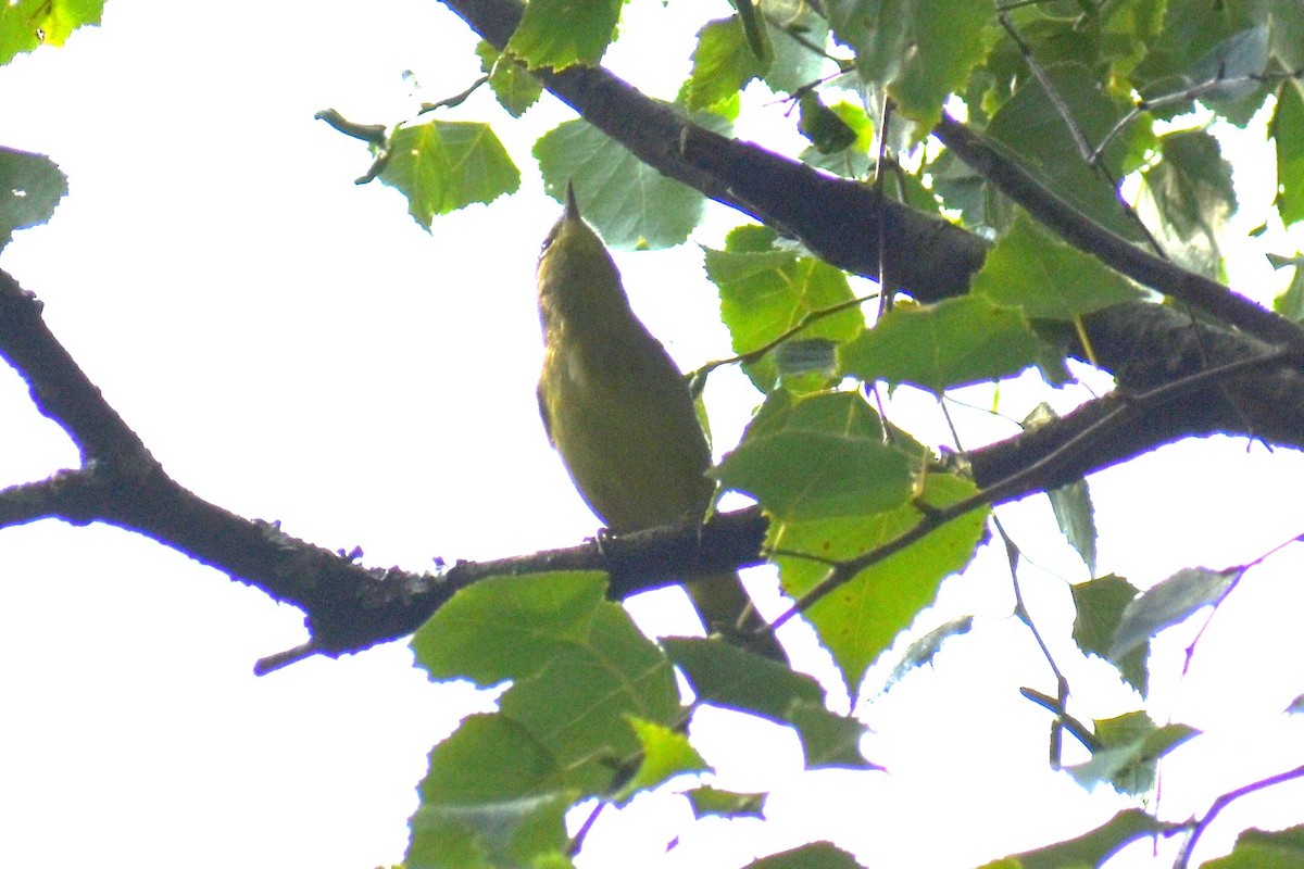 Orange-crowned Warbler - ML641173258