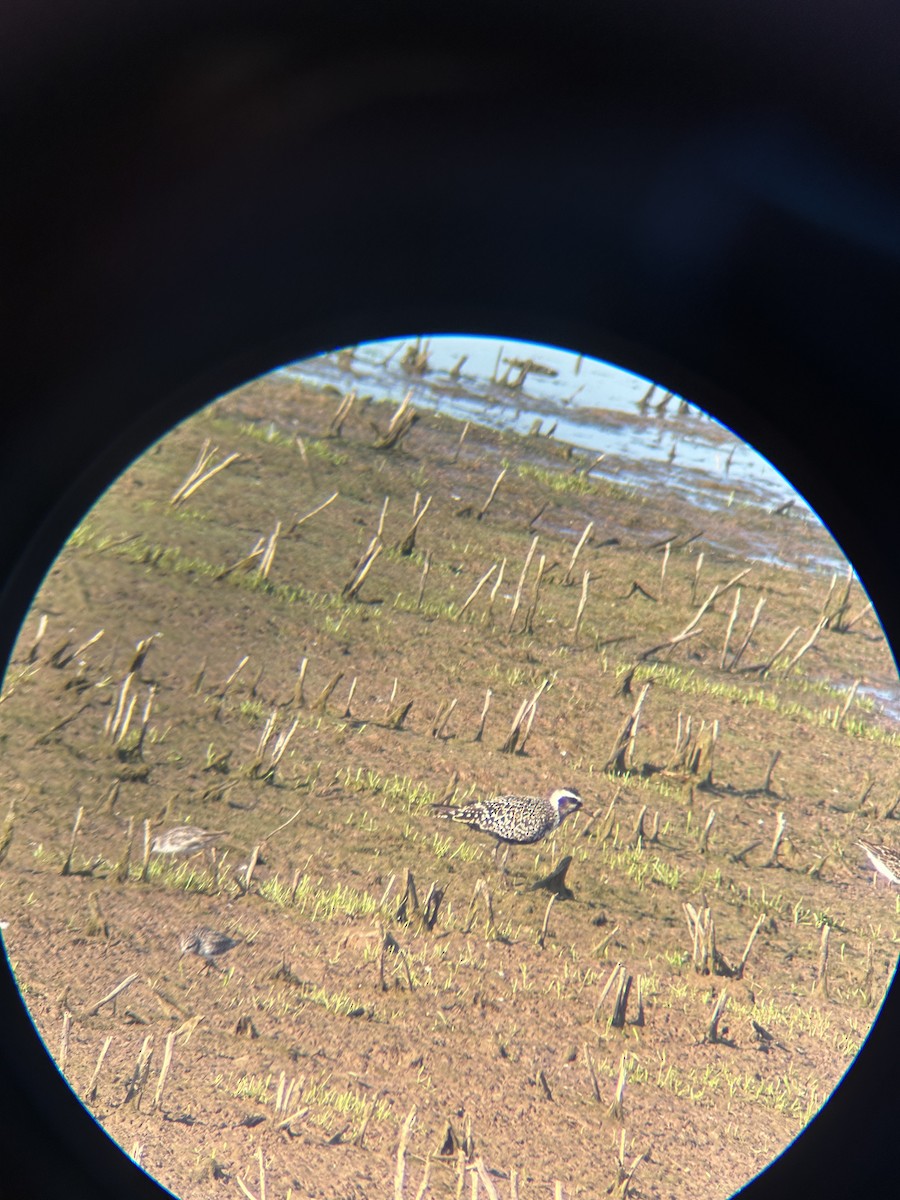 Urre-txirri amerikarra - ML641173261