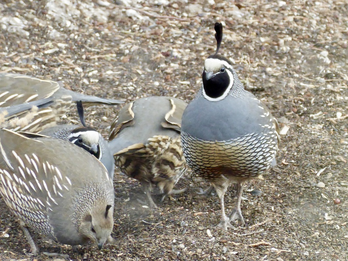 California Quail - ML641173262