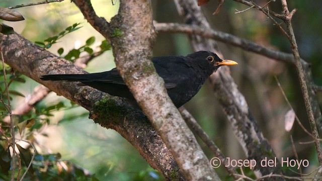 Eurasian Blackbird - ML641173265