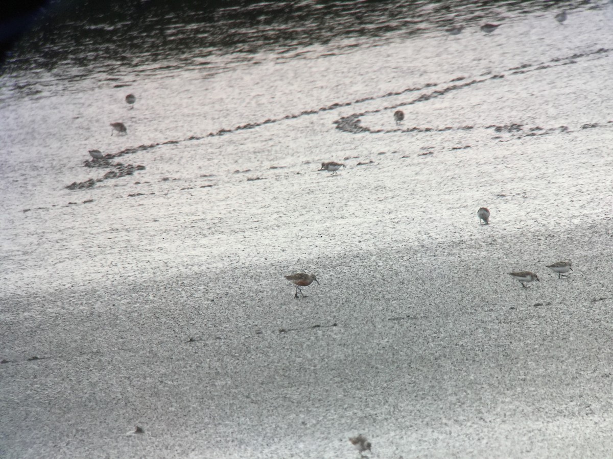 Curlew Sandpiper - ML641173283