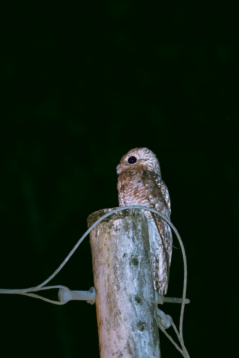 potu velký - ML641173301