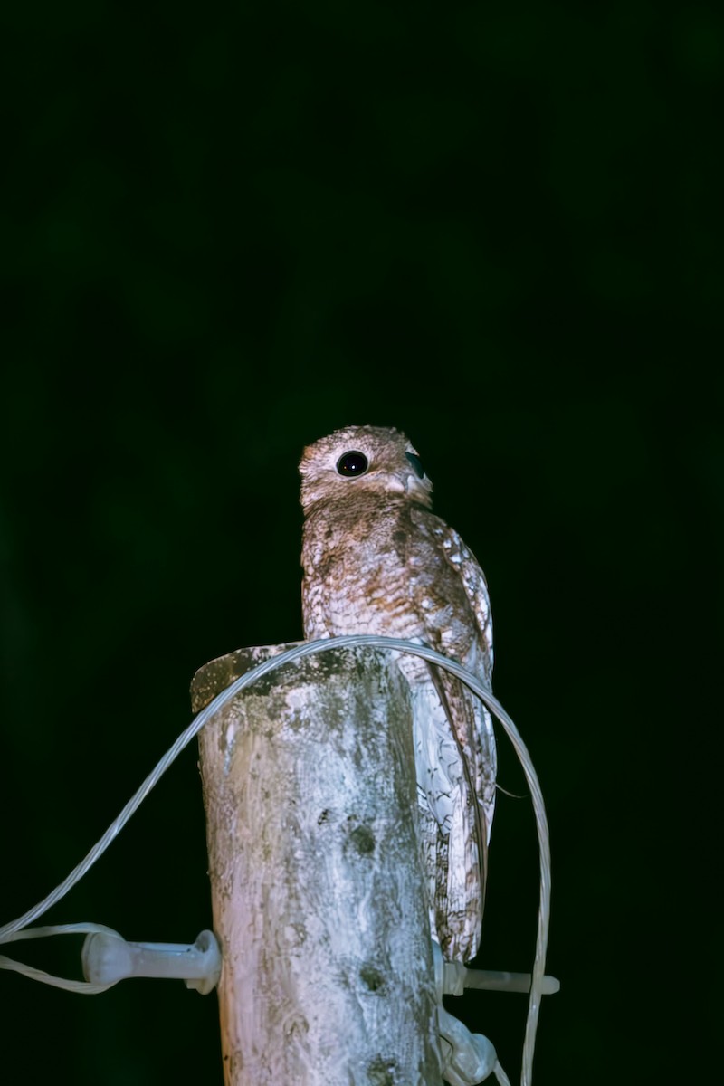 potu velký - ML641173302