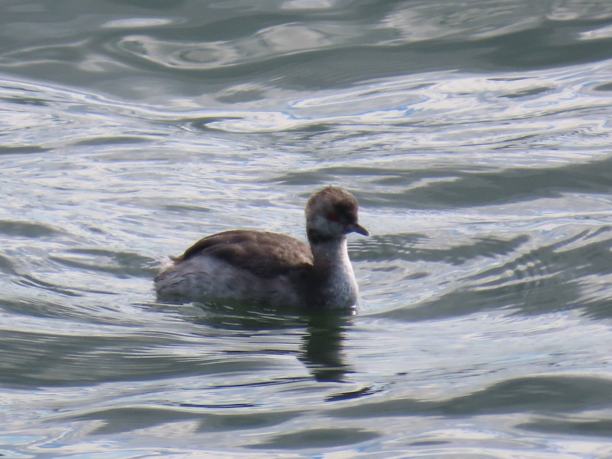 Horned Grebe - ML641173303