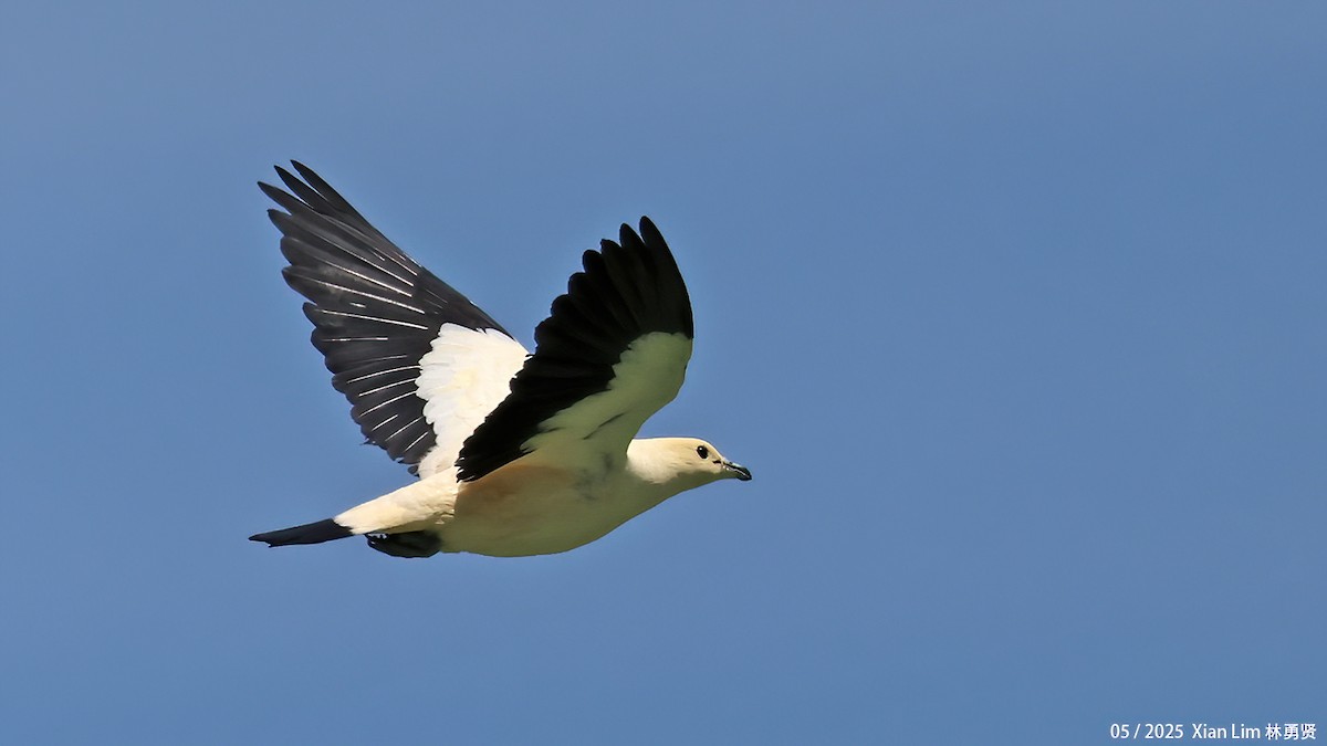 Pied Imperial-Pigeon - ML641173306