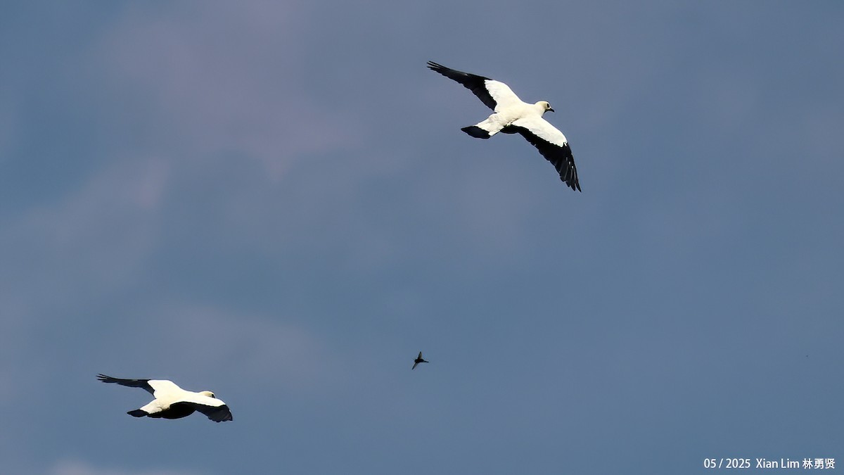 Pied Imperial-Pigeon - ML641173307