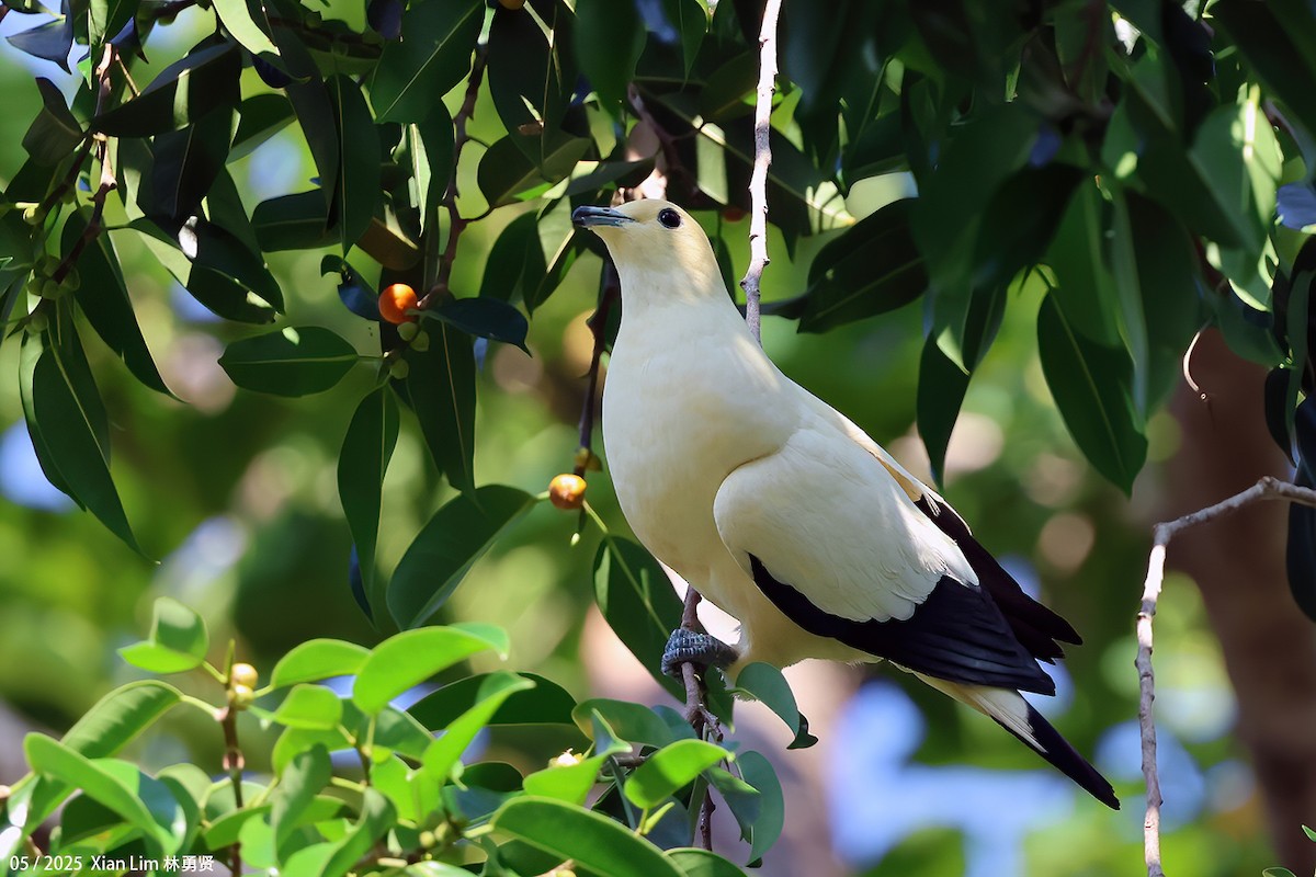 Pied Imperial-Pigeon - ML641173308