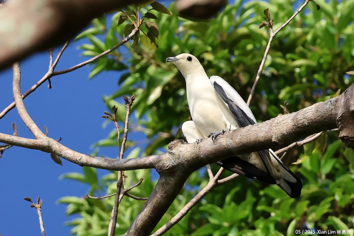 Pied Imperial-Pigeon - ML641173309