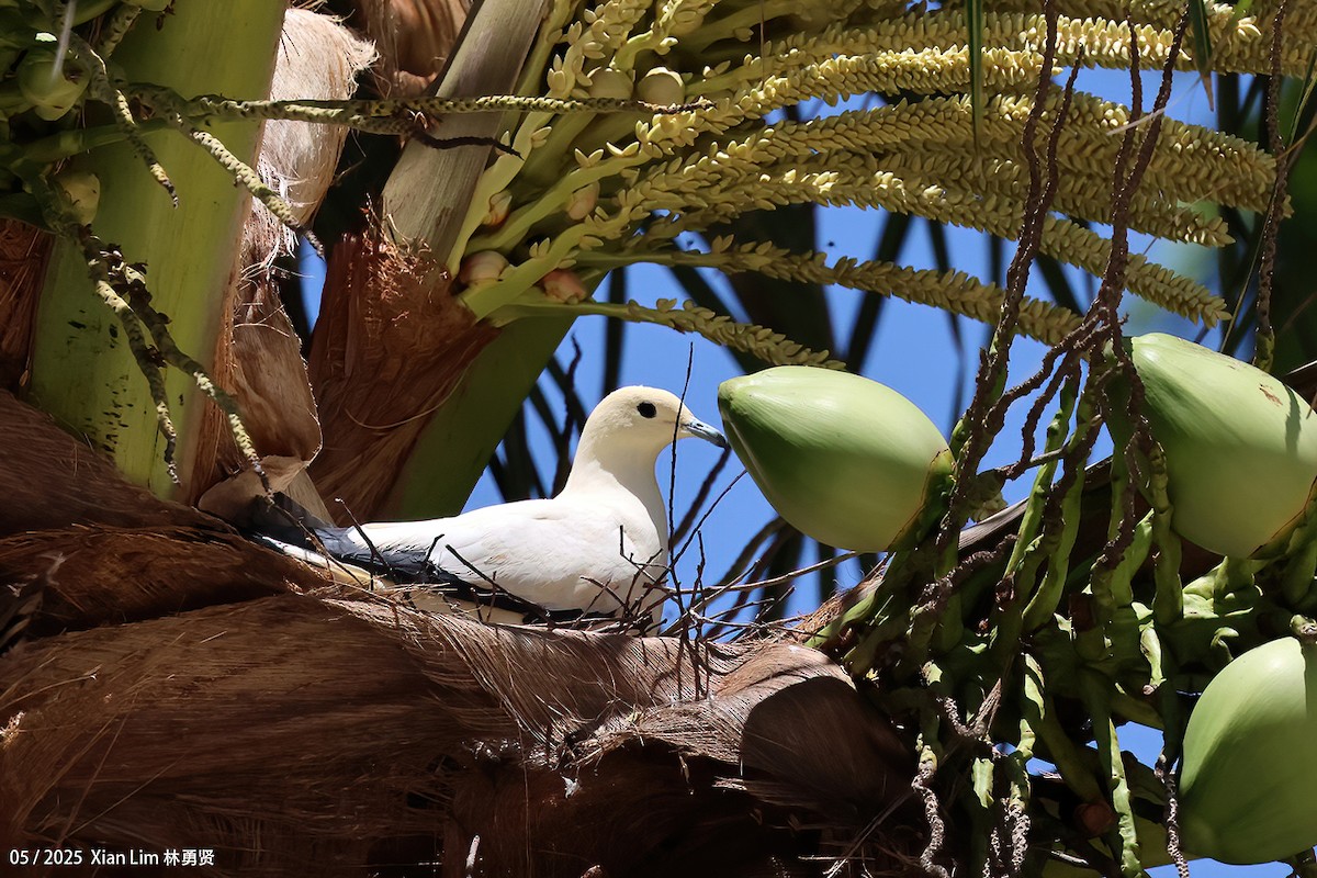 Pied Imperial-Pigeon - ML641173310