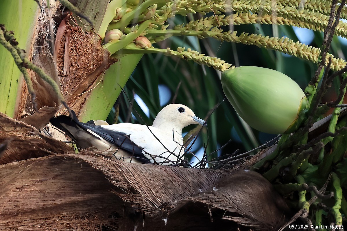 Pied Imperial-Pigeon - ML641173311