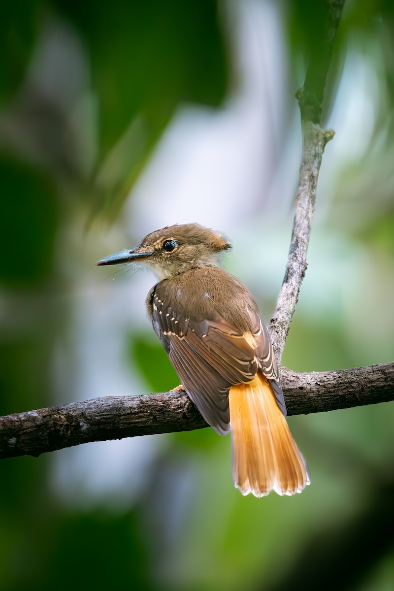 Tropical Royal Flycatcher - ML641173327