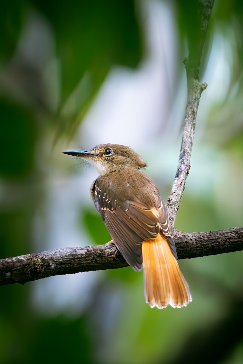 Tropical Royal Flycatcher - ML641173328