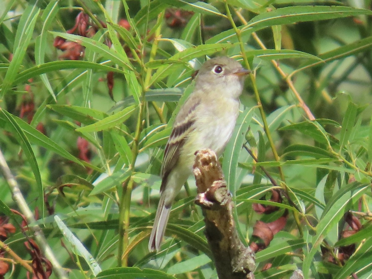 Least Flycatcher - ML641173349