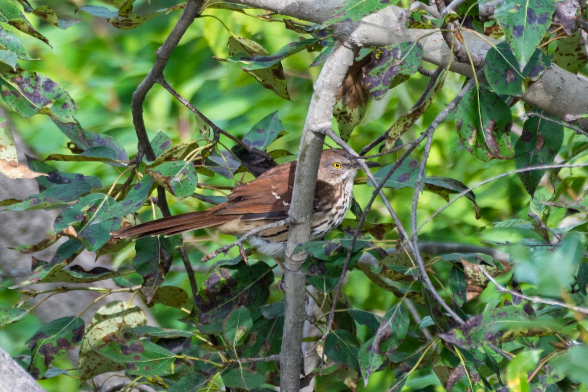 Brown Thrasher - ML641173356