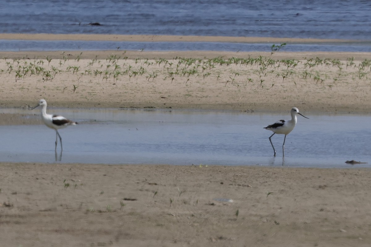 American Avocet - ML641173440