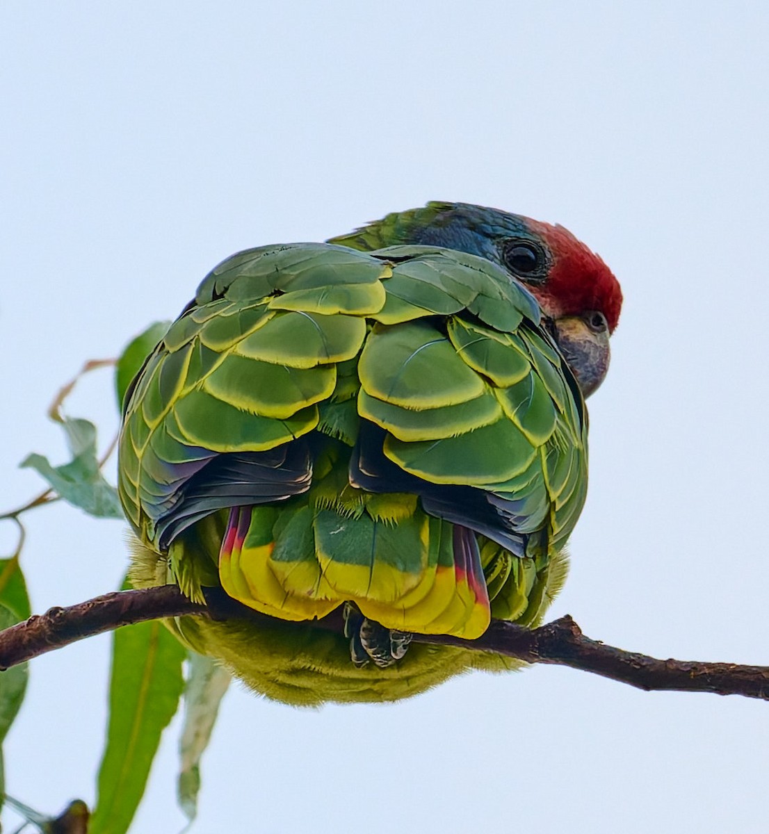 Amazone à joues bleues - ML641173491