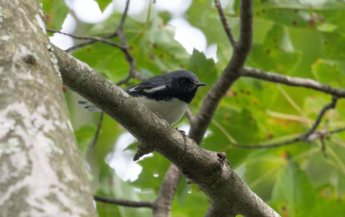 Black-throated Blue Warbler - ML641173537