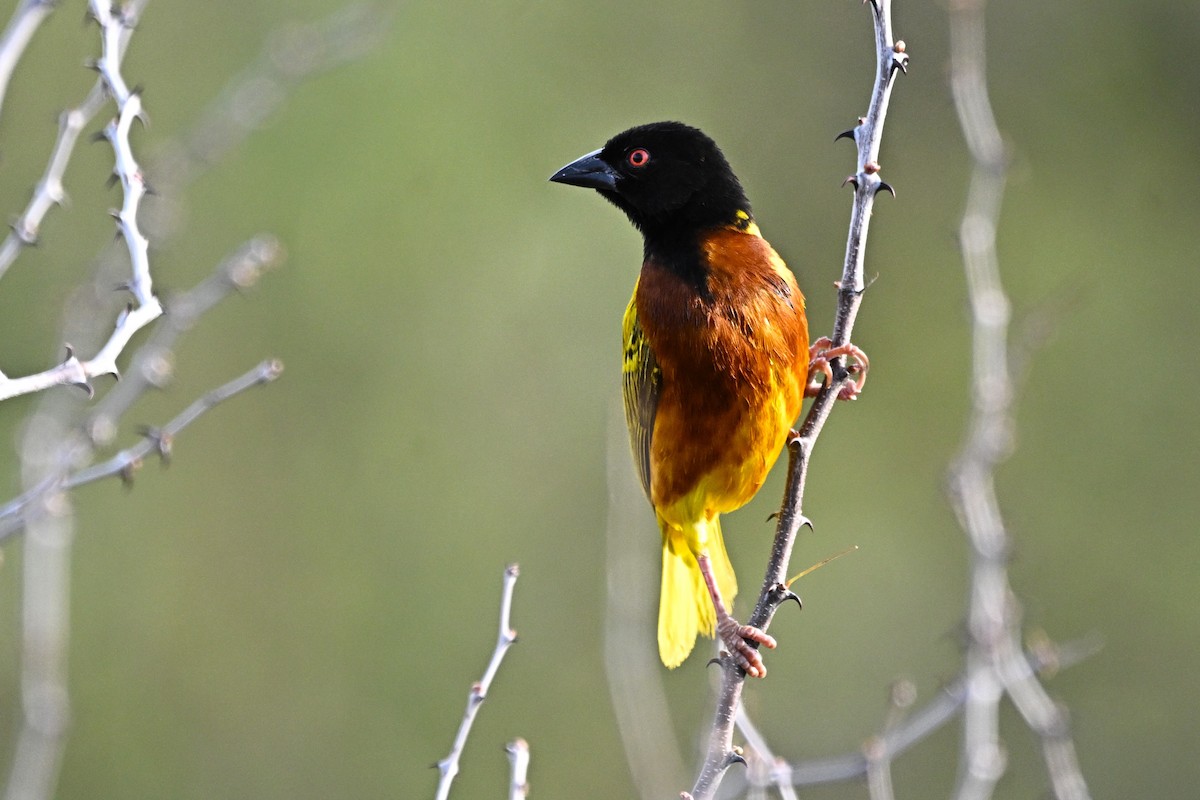 Golden-backed Weaver - ML641173572