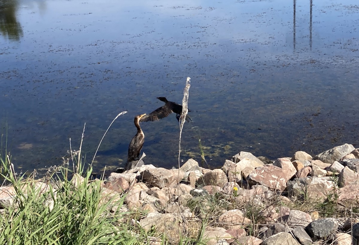 Double-crested Cormorant - ML641173607