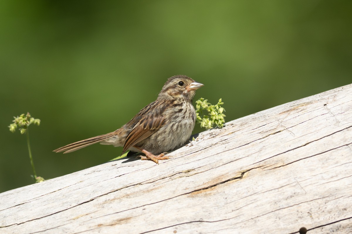 Song Sparrow - ML641173625
