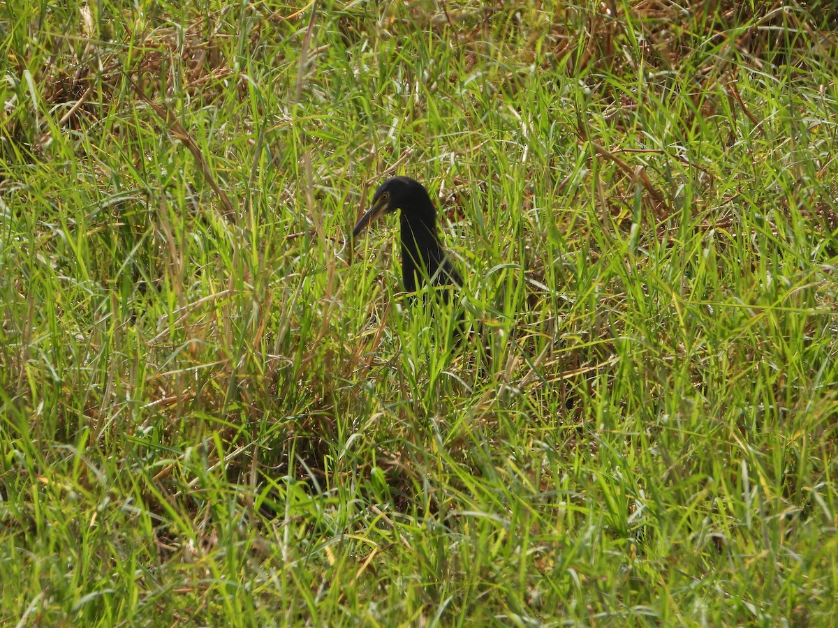 Rufous-bellied Heron - ML641173666