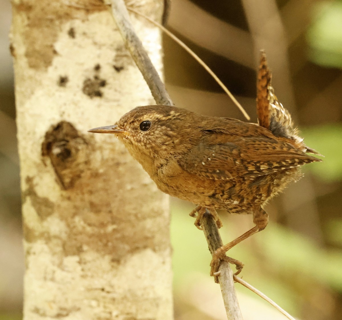 Pacific Wren - ML641173668
