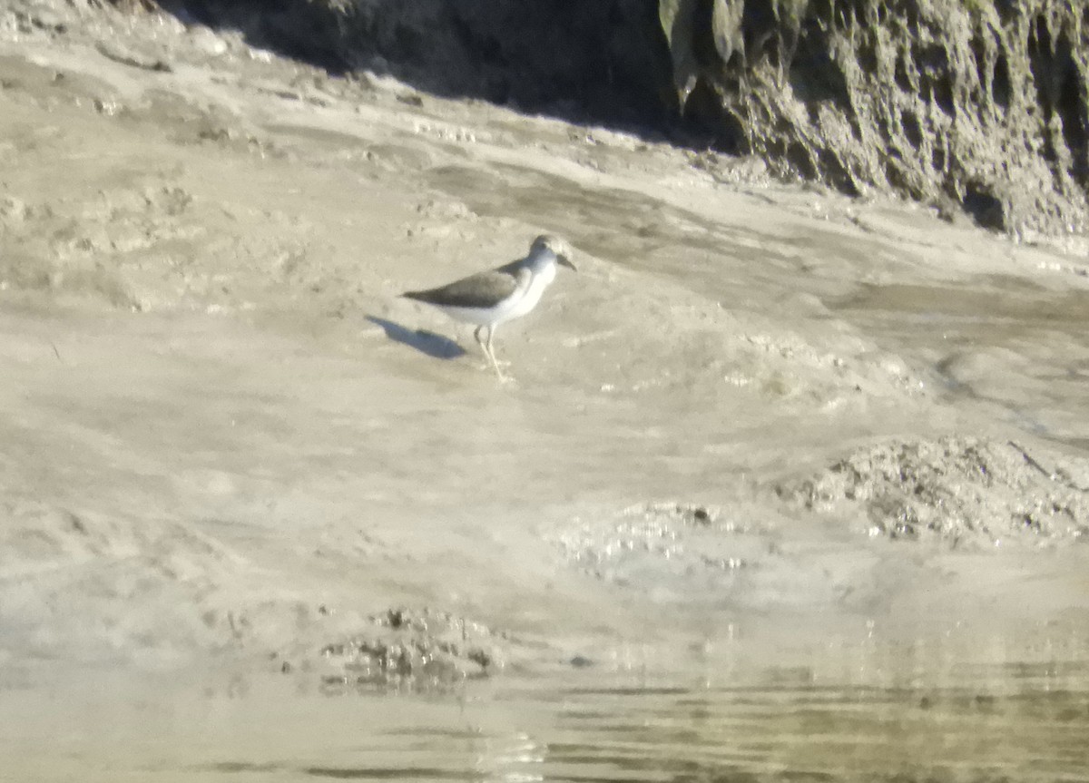flekksnipe - ML641173747