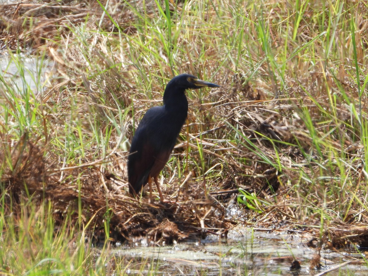 Rufous-bellied Heron - ML641173749