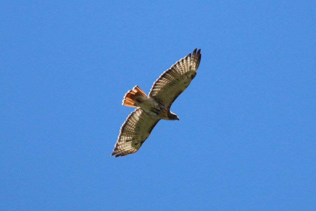 Red-tailed Hawk - ML641173847