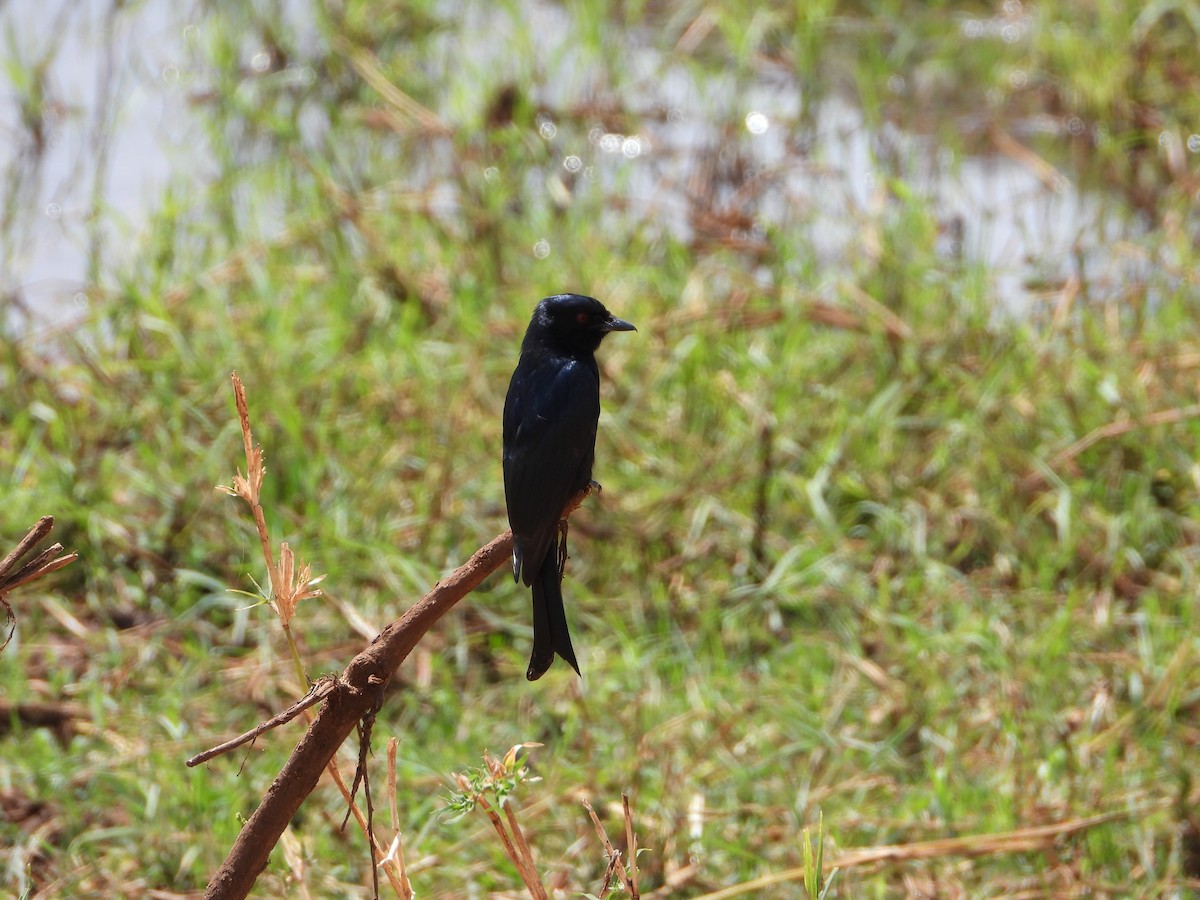 Fork-tailed Drongo - ML641173859