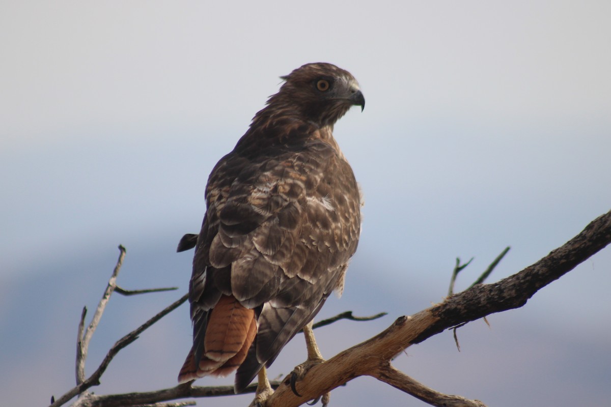 Red-tailed Hawk - ML641173860