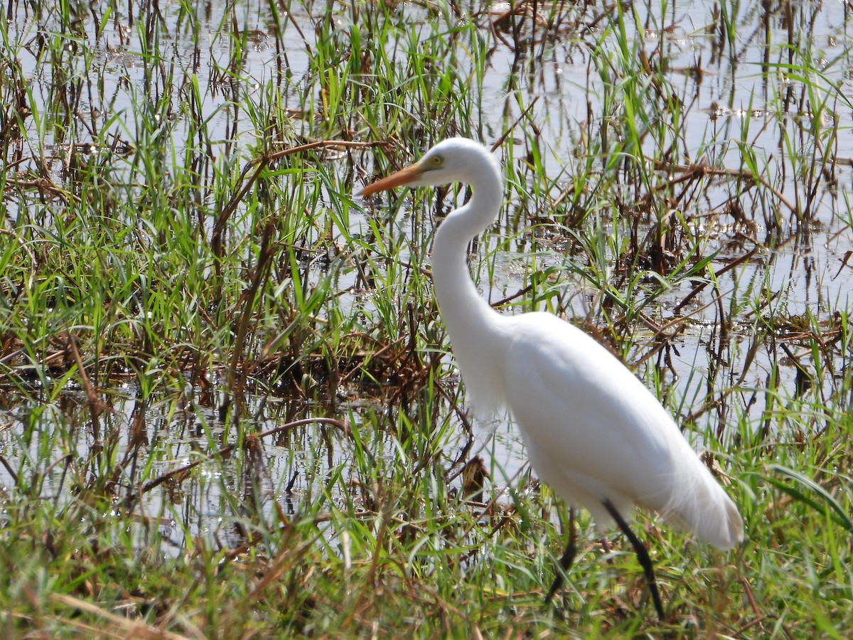 Yellow-billed Egret - ML641173922