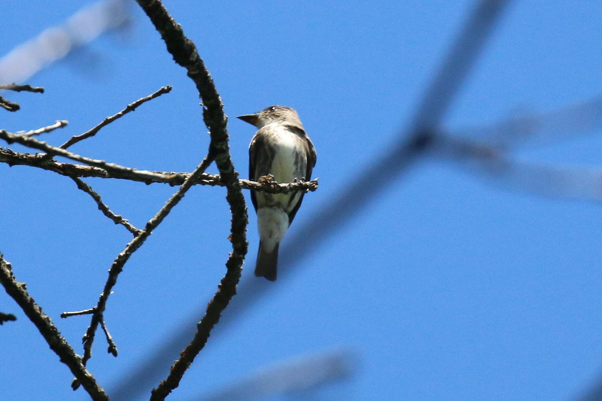 Olive-sided Flycatcher - ML641173926