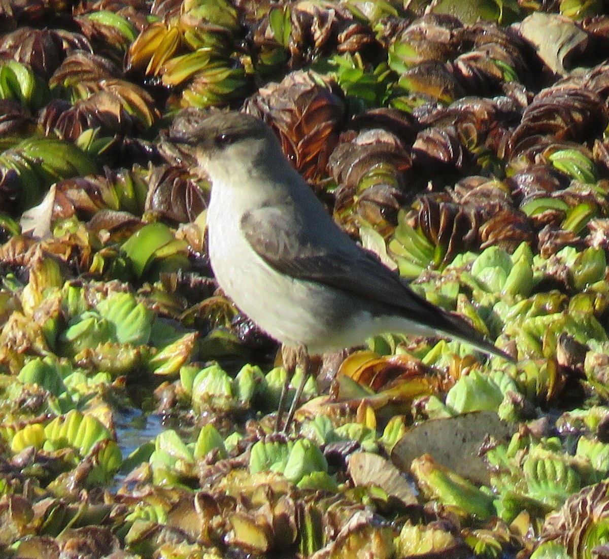 Dark-faced Ground-Tyrant - ML641173927